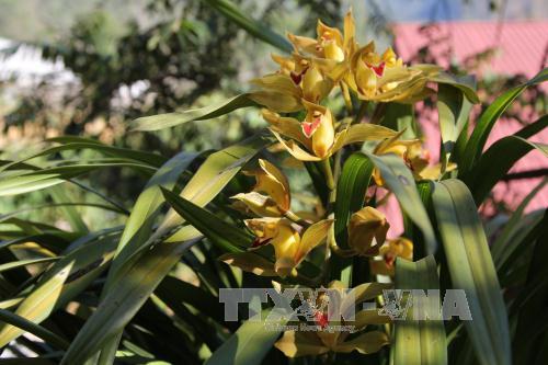 Nhà vườn Đà Lạt đau đầu vì hoa địa lan nở trước Tết 